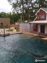 Sea Lion Landing