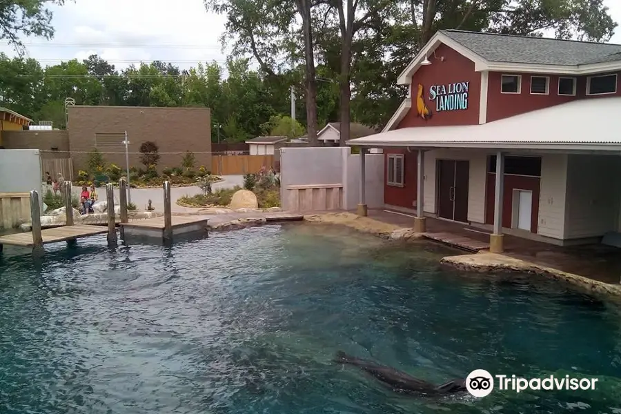 Sea Lion Landing