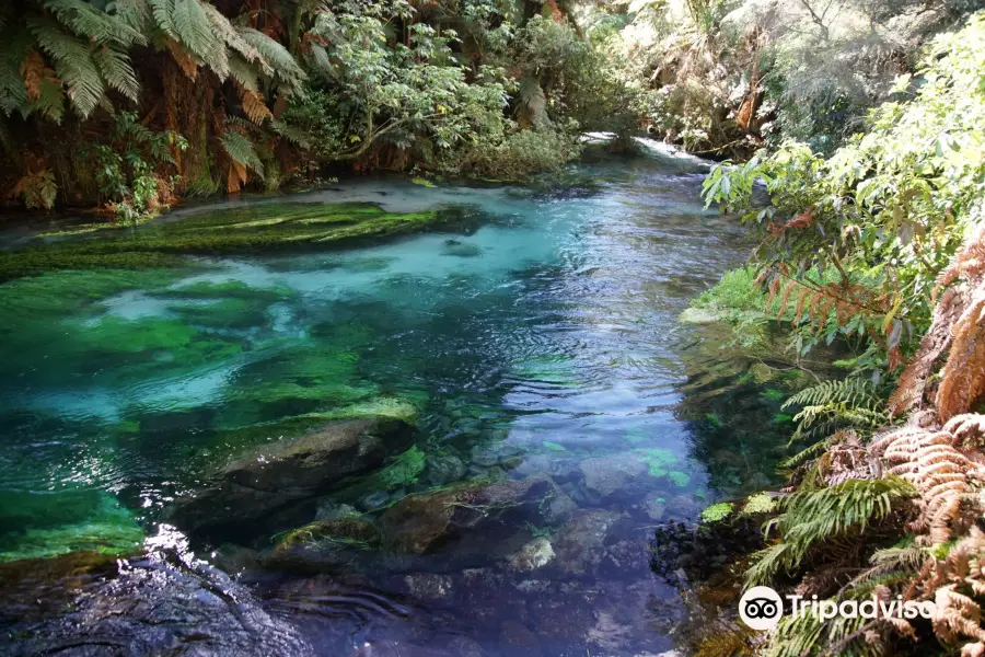 Te Waihou  walkway and the Blue Spring