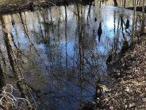 Island Creek Walk - Croatan National Forest Hiking Trail