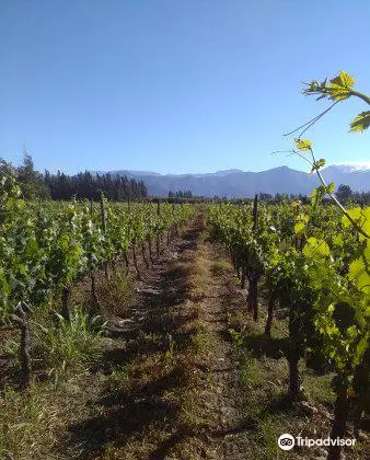 Vina Miraflores del Maipo