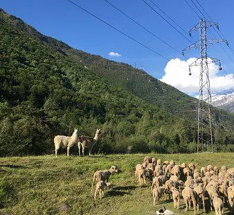 La Ferme des Bisons de l'Oisans