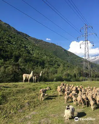 La Ferme des Bisons de l'Oisans