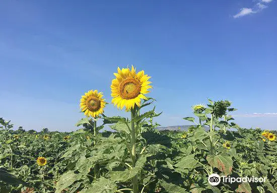 Sunflower Field