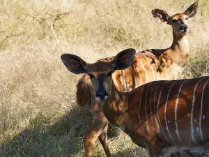 Lusaka National Park