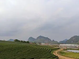 Moc Chau Tea Plantation