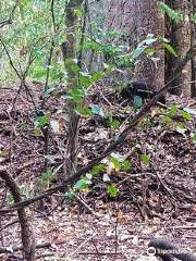 Wingham Brush Nature Reserve