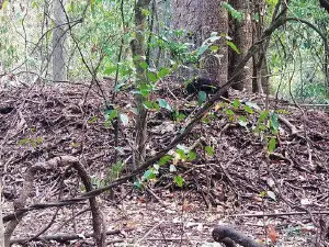 Wingham Brush Nature Reserve