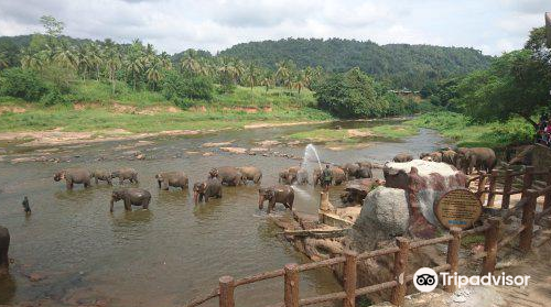 Pinnawala Jumbos