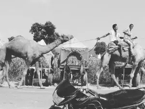 Dharma Camel Safari pushkar