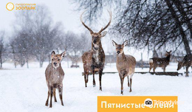 Starooskol'skiy Zoopark