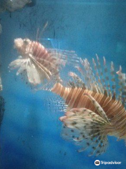 พิพิธภัณฑ์สัตว์น้ำราชมงคล Rajamangala Aquarium Trang
