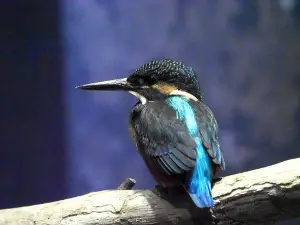 水世界豬苗代翠鳥水族館