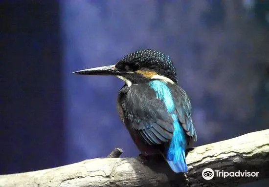 水世界豬苗代翠鳥水族館