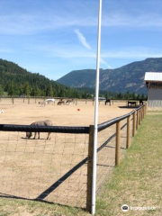 Turtle Valley Donkey Refuge