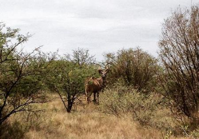 Mafikeng Game Reserve