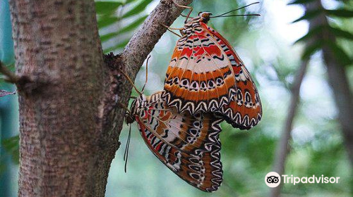 Davao Butterfly House Inc.