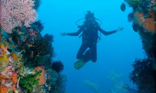 Scuba Diving in Komodo