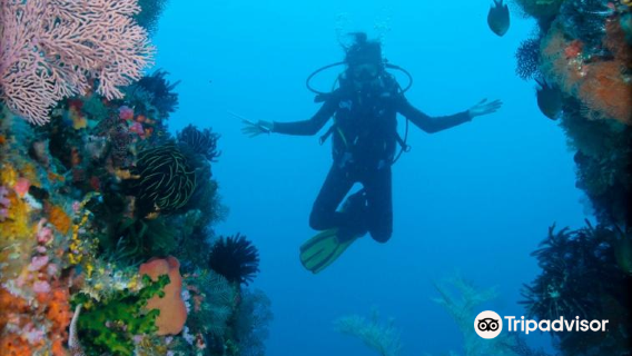 Scuba Diving in Komodo