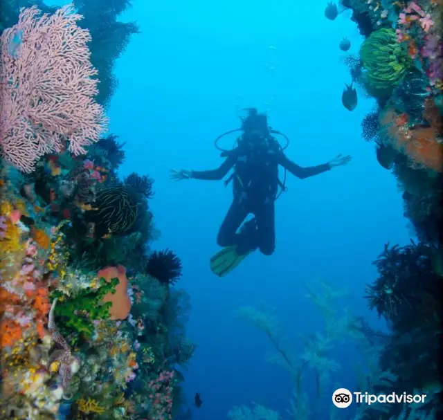 Scuba Diving in Komodo
