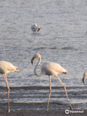 Sewri Jetty