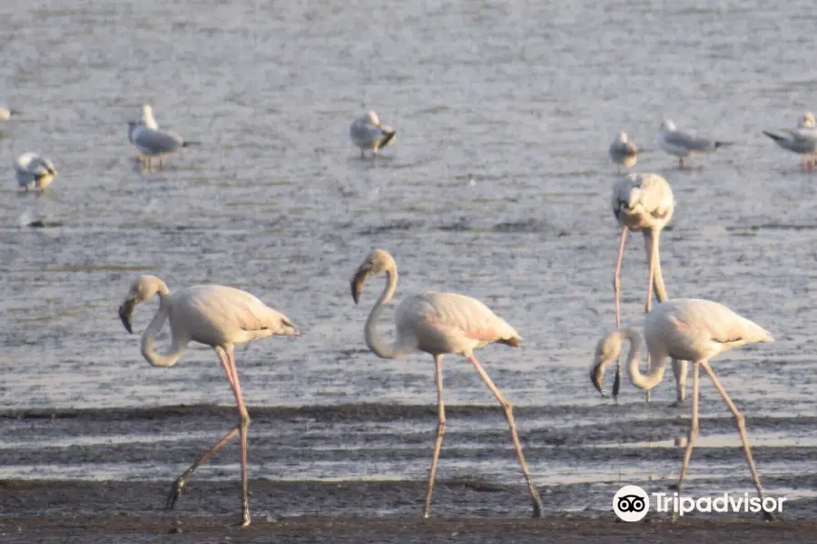 Sewri Mangrove Park