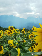 Akeno Sunflower Field