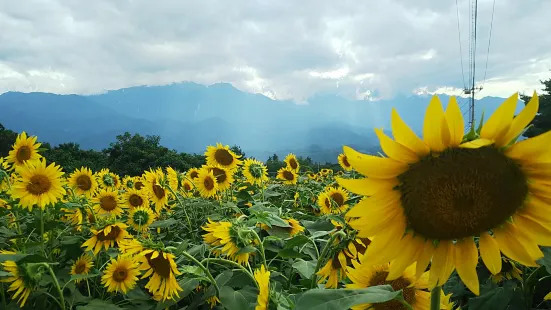 Akeno Sunflower Field