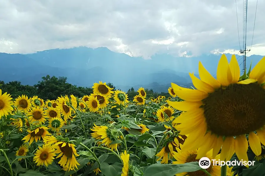 Akeno Sunflower Field