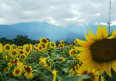 Akeno Sunflower Field
