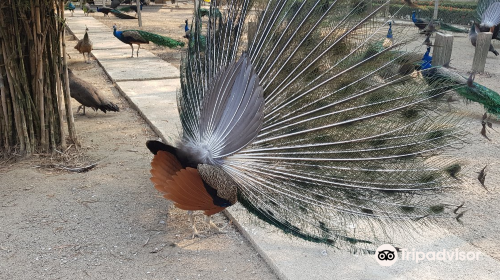 Sam Phran Peacock Park