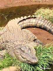 Kwena Crocodile Farm