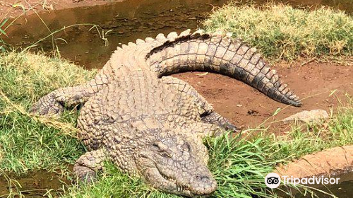 Kwena Crocodile Farm