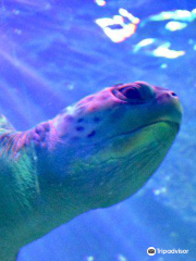 Sea Life Blackpool