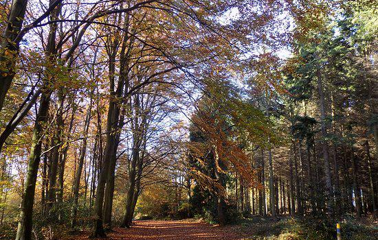 Bacton Wood