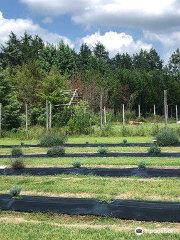 Lavender Fields Herb Farm