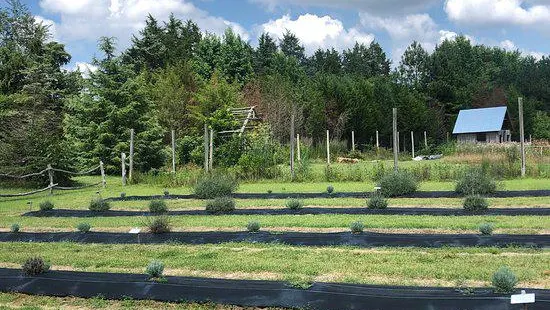 Lavender Fields Herb Farm