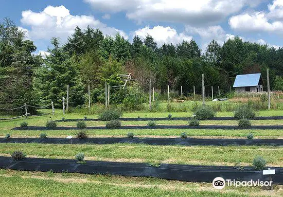 Lavender Fields Herb Farm