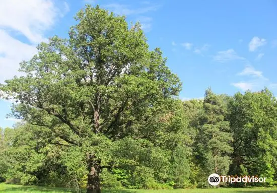 Dendrological Garden of R.I. Schroeder