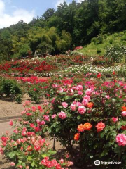 Higashizawa Rose Garden