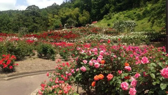 Higashizawa Rose Garden