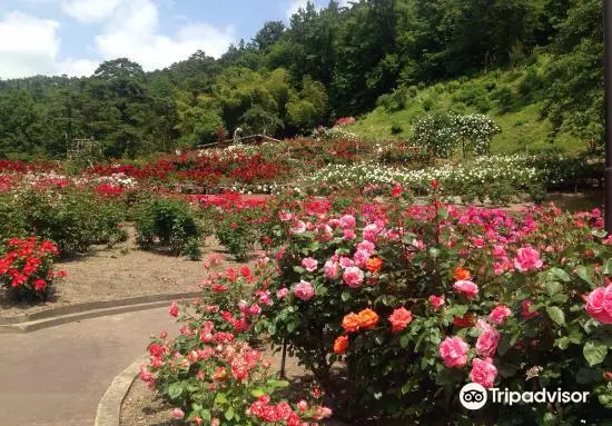 Higashizawa Rose Garden