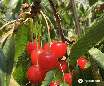 Hamada Marutome Fruits Gaden