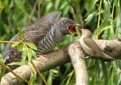 Kakamega Forest National Reserve