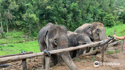 Karen Elephant Habitat