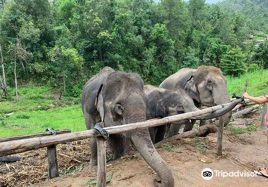 Karen Elephant Habitat