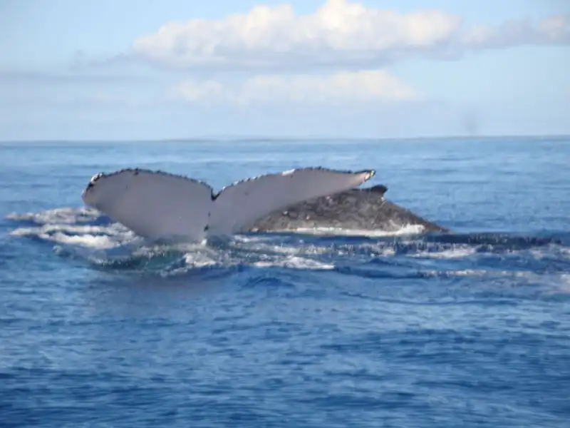 Hotels near Deep Blue Diving