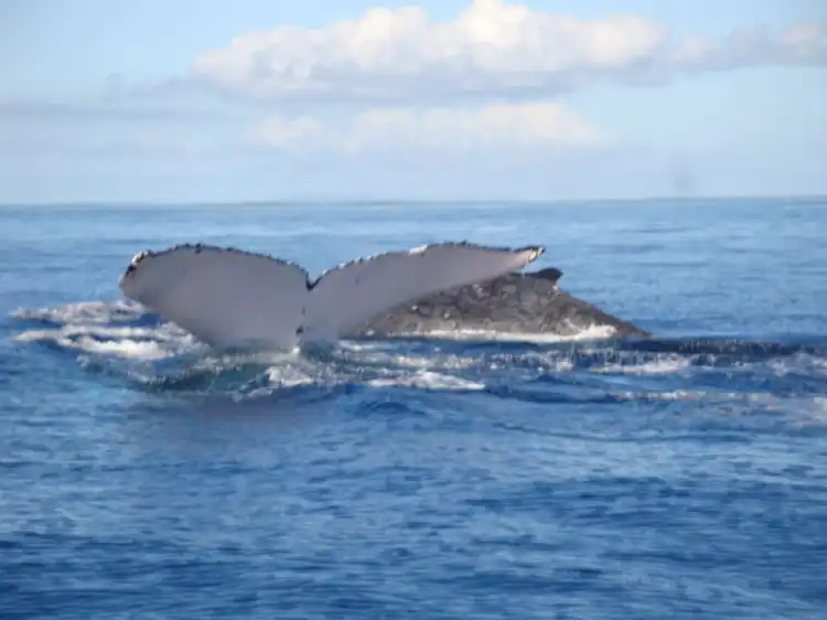 Hotels near Deep Blue Diving