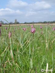 Iffley Meadows