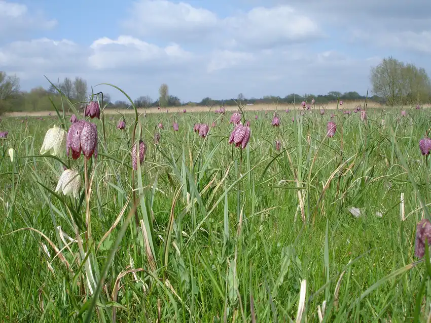 Hotels near Iffley Meadows